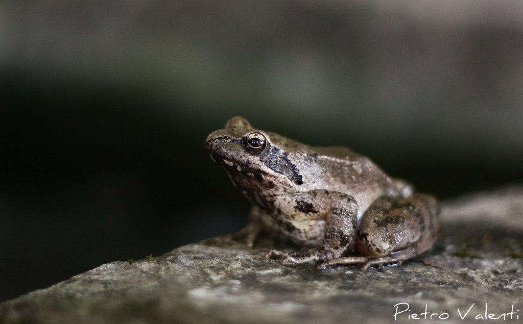 Id Rana... appenninica? S, Rana italica